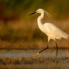 Volavka stribrita - Egretta garzetta - Little Egret 8572